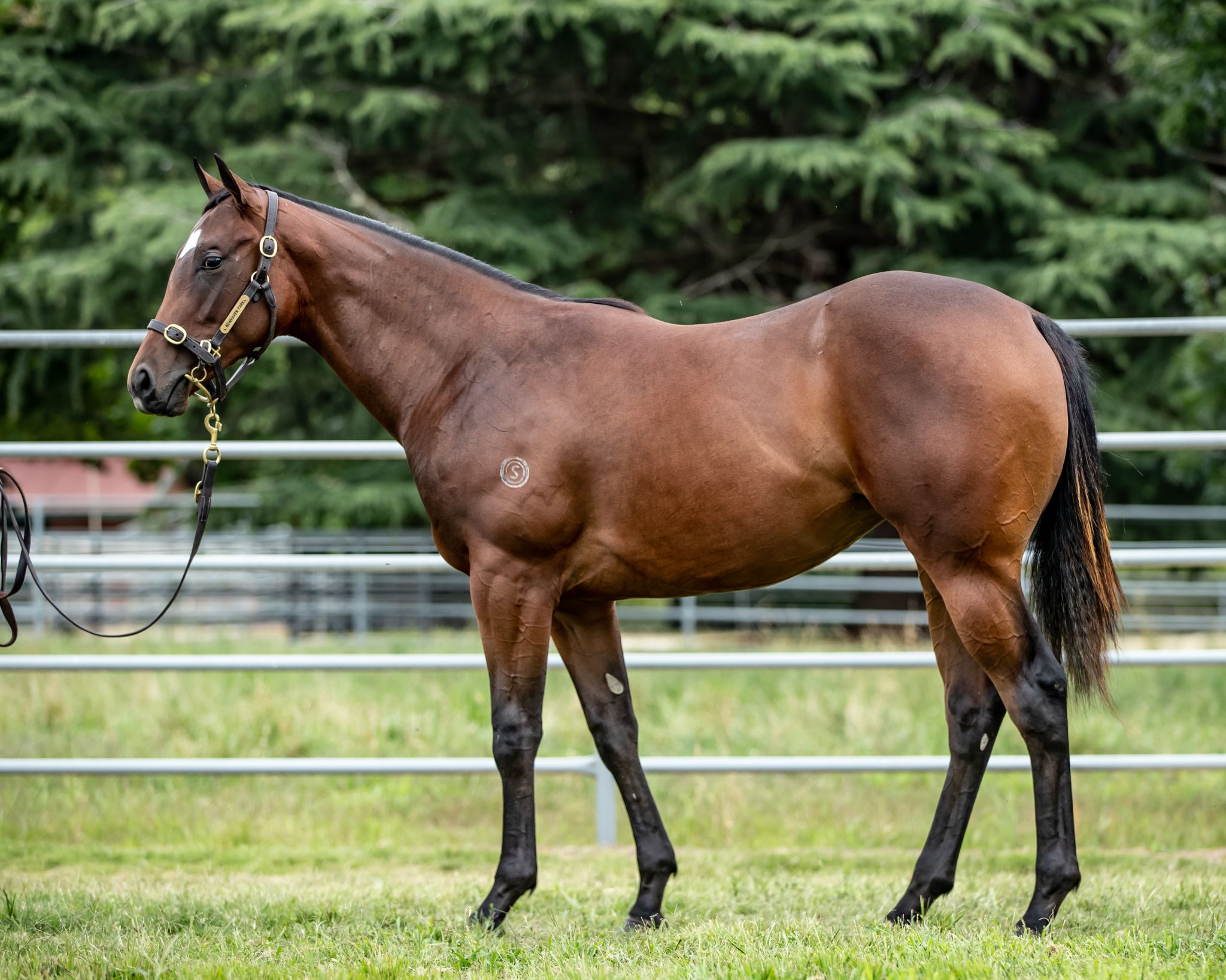 Watchful Eyes (Ire) filly