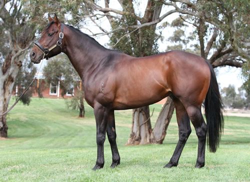 IMPRESSIVE TRIAL WINNER FOR NEWHAVEN BRED SIRE UNENCUMBERED