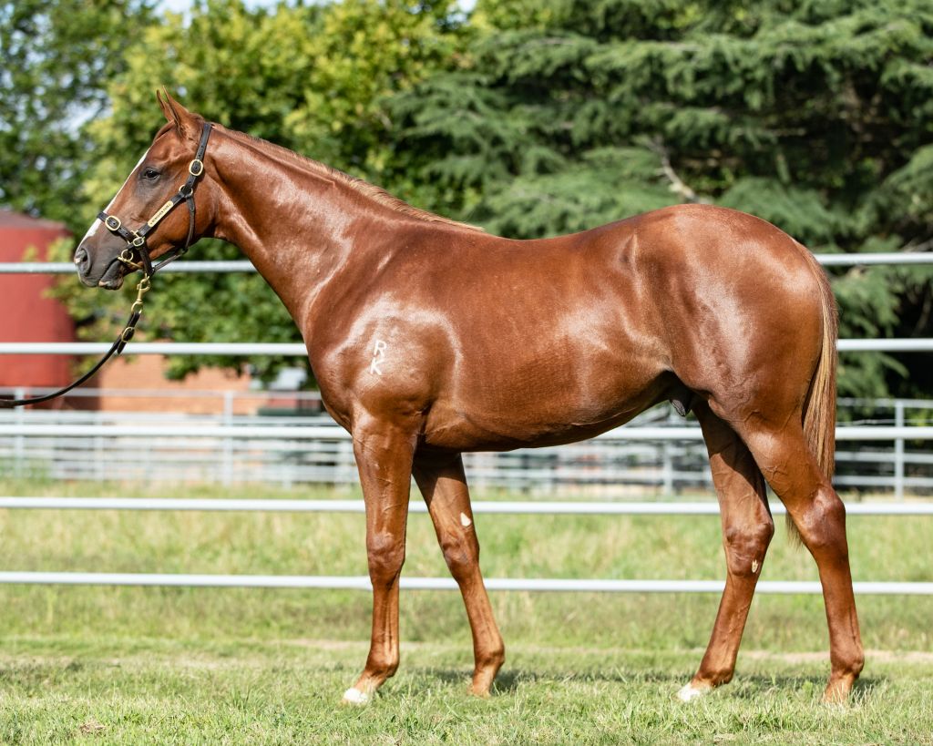 Mussenden colt